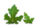 Field Maple